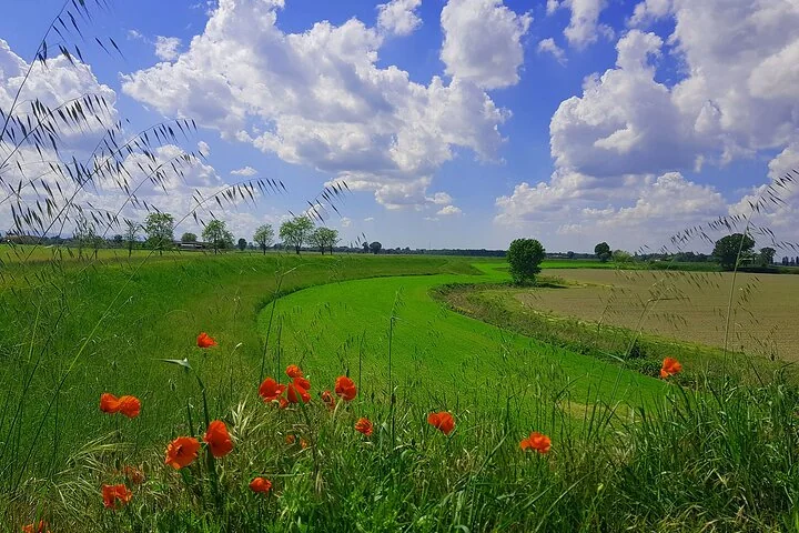 Campi verdi con papaveri rossi e un filare di alberi sotto un cielo di nuvole bianche nella piatta pianura del Po